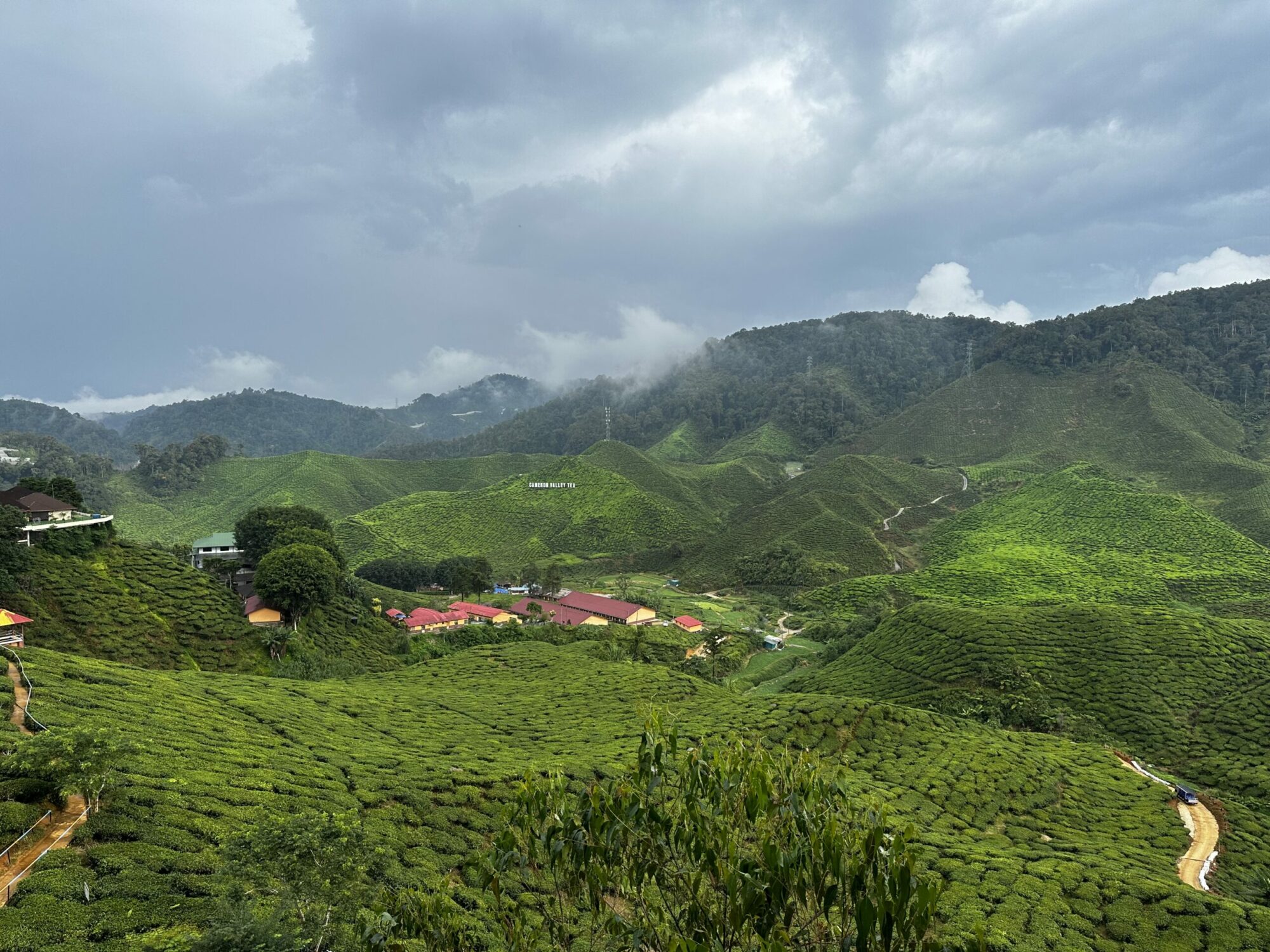 Landscape of a tea field.